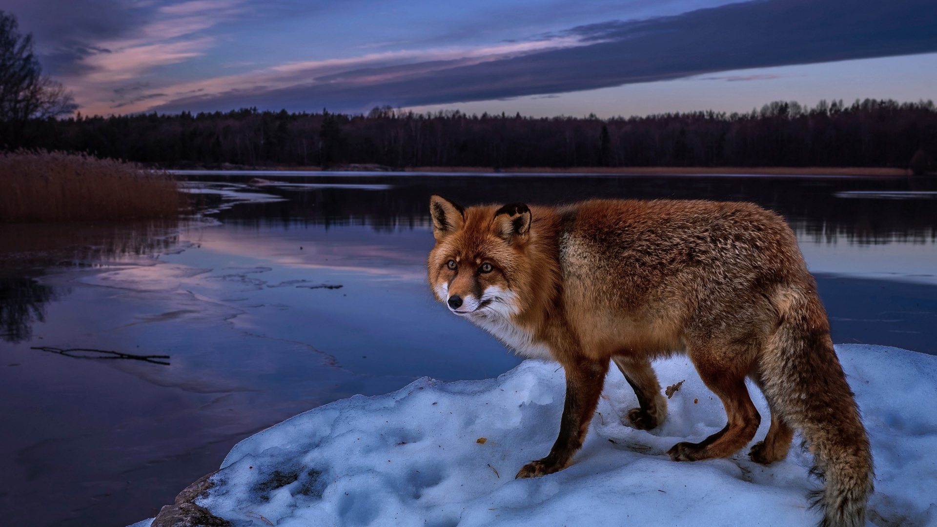 Fox In Snowy Forest wallpaper 1920x1080