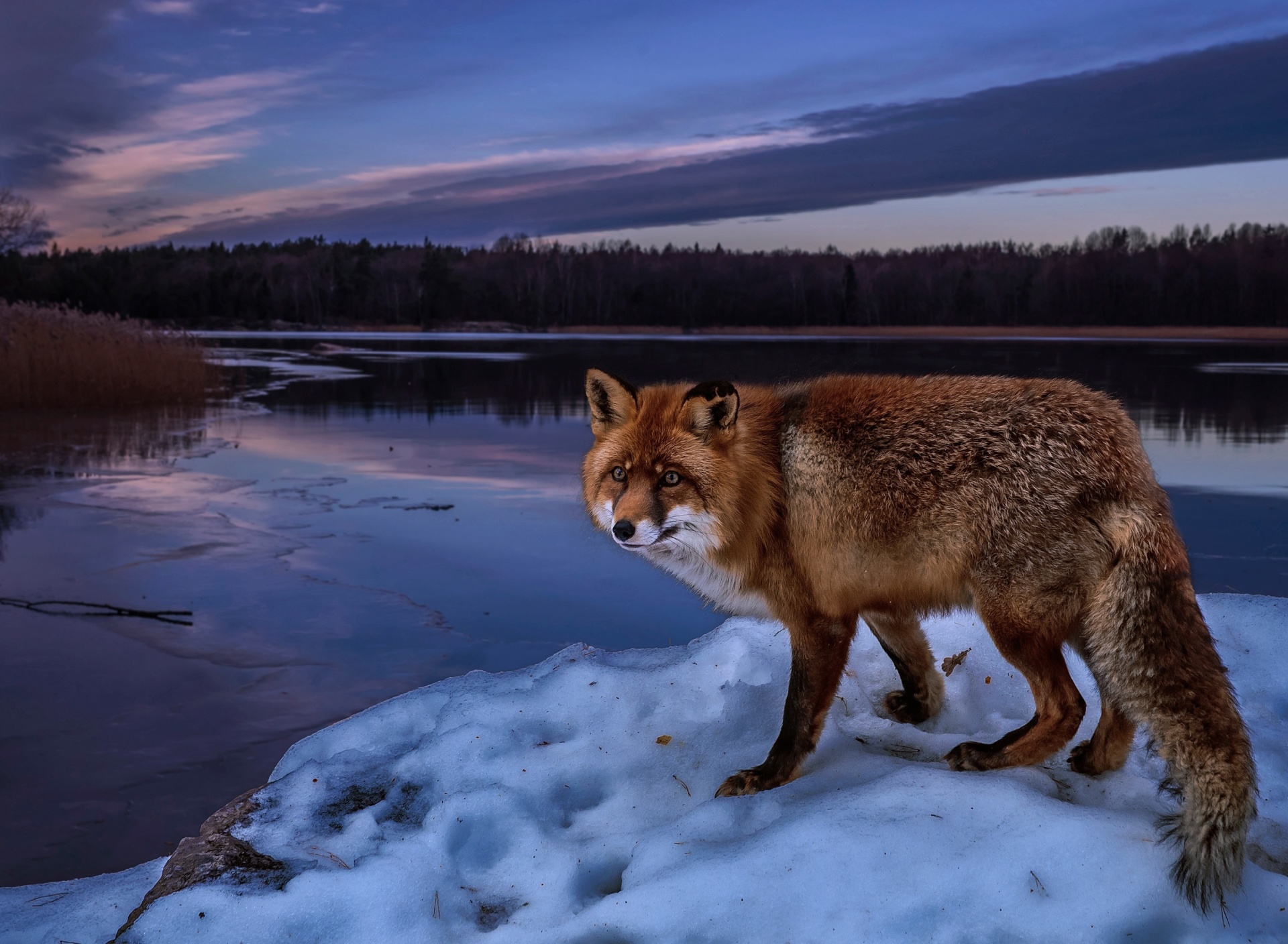 Fondo de pantalla Fox In Snowy Forest 1920x1408