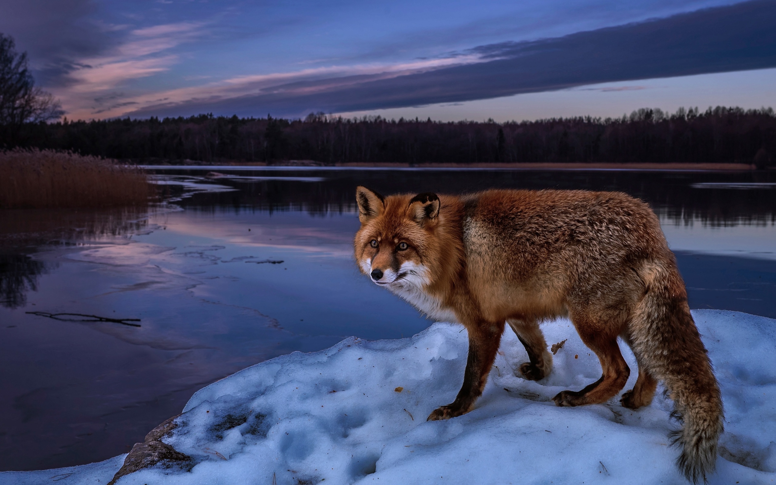 Das Fox In Snowy Forest Wallpaper 2560x1600