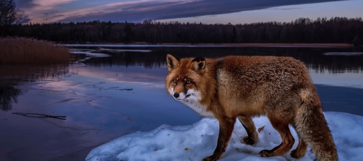 Обои Fox In Snowy Forest 720x320