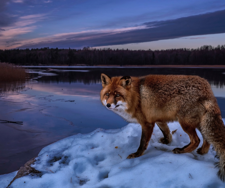 Das Fox In Snowy Forest Wallpaper 960x800