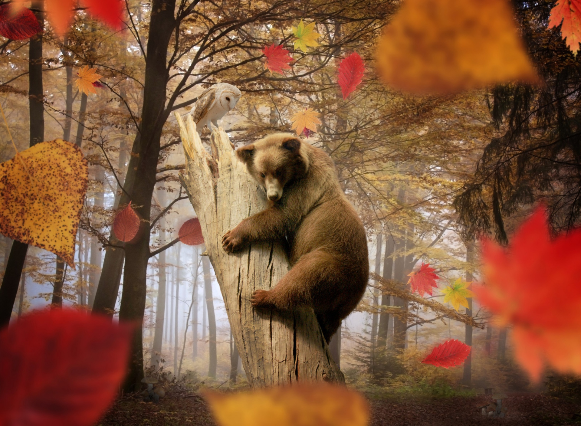 Обои Bear In Autumn Forest 1920x1408