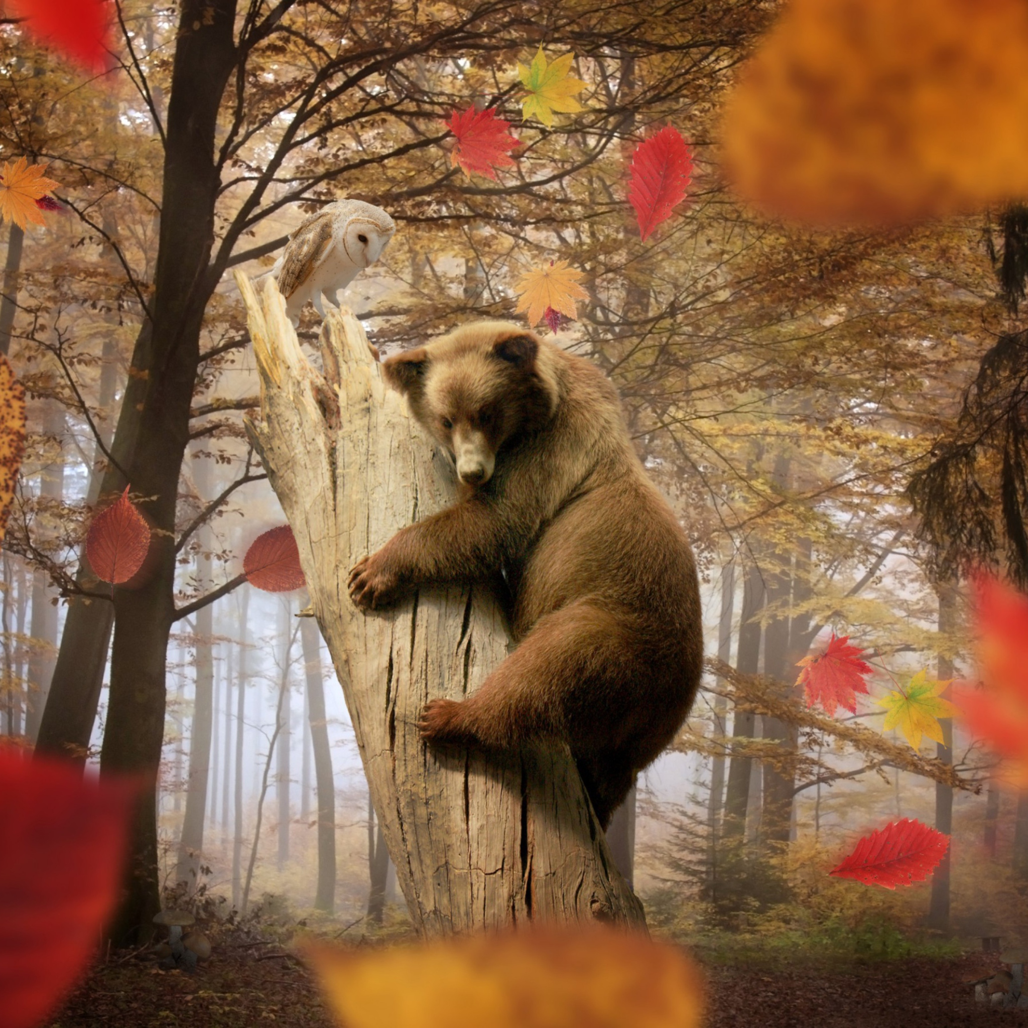Das Bear In Autumn Forest Wallpaper 2048x2048