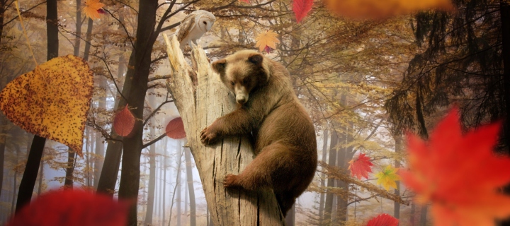 Screenshot №1 pro téma Bear In Autumn Forest 720x320