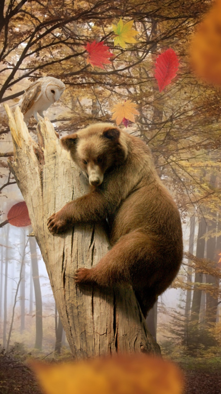 Обои Bear In Autumn Forest 750x1334