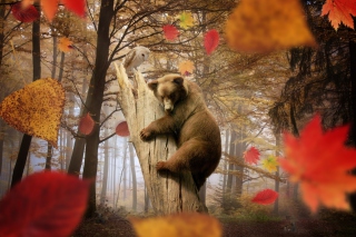 Bear In Autumn Forest Background for Android, iPhone and iPad
