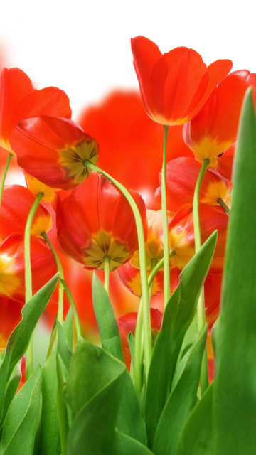 Red Tulips wallpaper 360x640
