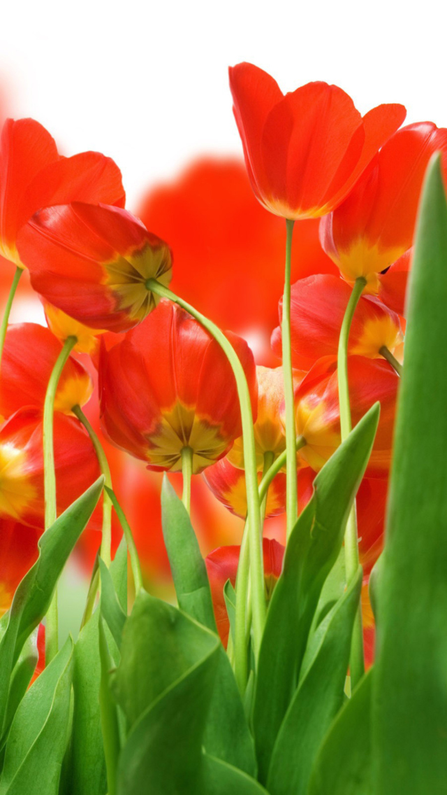 Screenshot №1 pro téma Red Tulips 640x1136