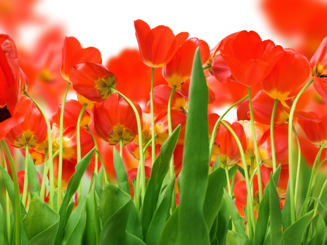 Das Red Tulips Wallpaper 640x480