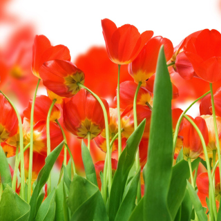 Kostenloses Red Tulips Wallpaper für iPad