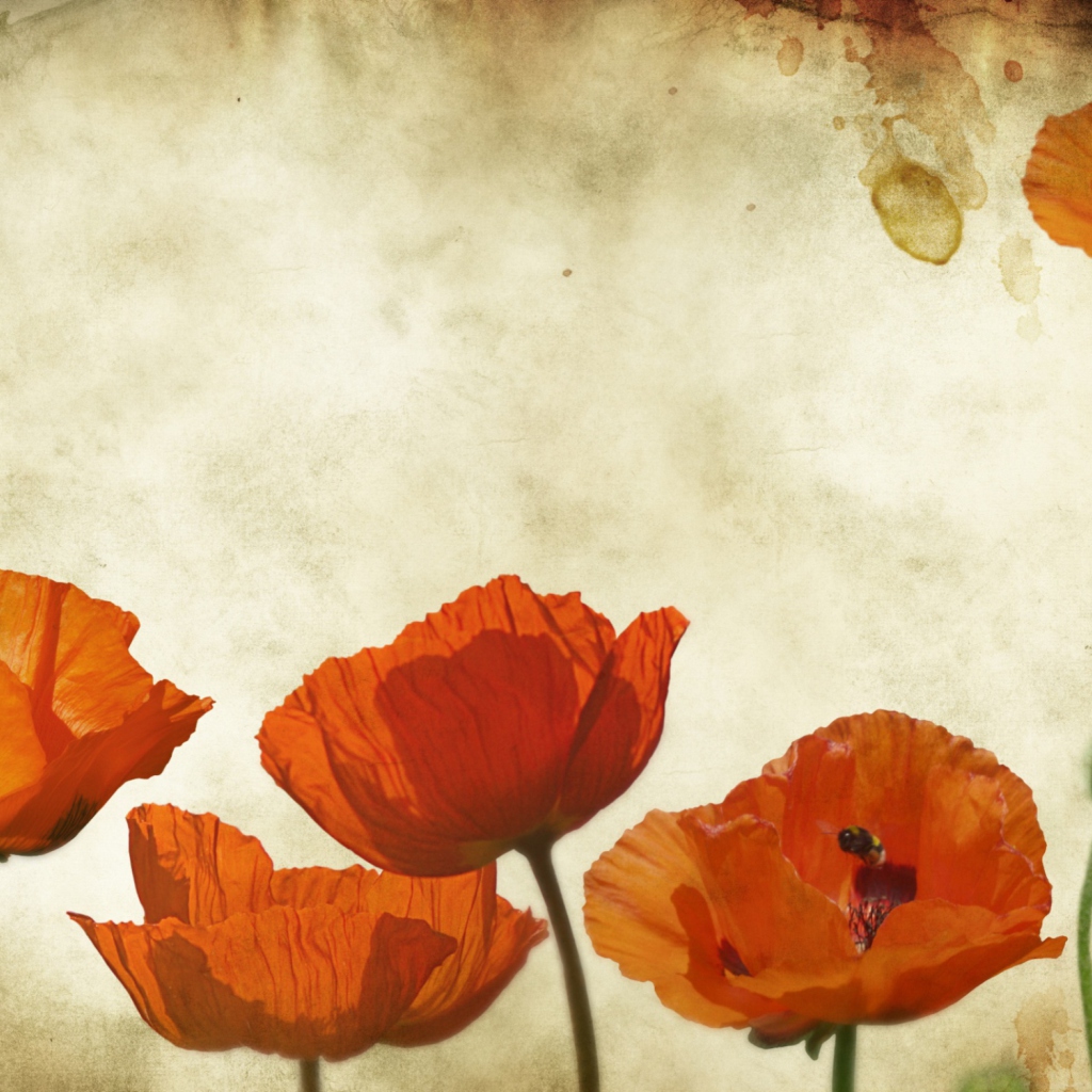 Das Poppies Vinatge Wallpaper 1024x1024