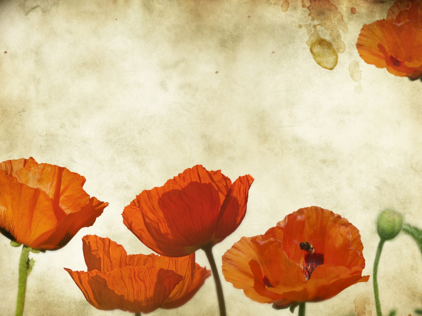 Poppies Vinatge wallpaper 1400x1050