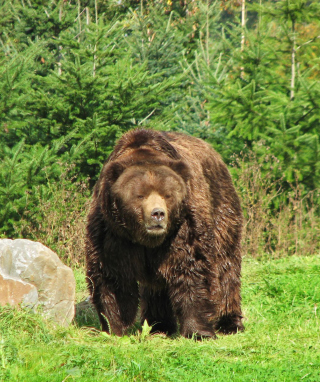 Brown Bear - Obrázkek zdarma pro 240x400