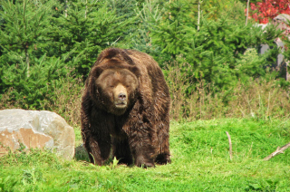 Brown Bear Picture for Android, iPhone and iPad