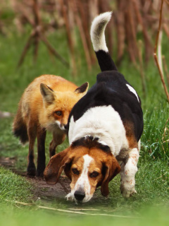 Sfondi Hunting dog and Fox 240x320