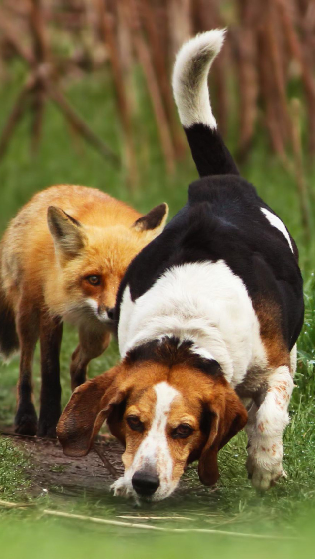 Sfondi Hunting dog and Fox 640x1136