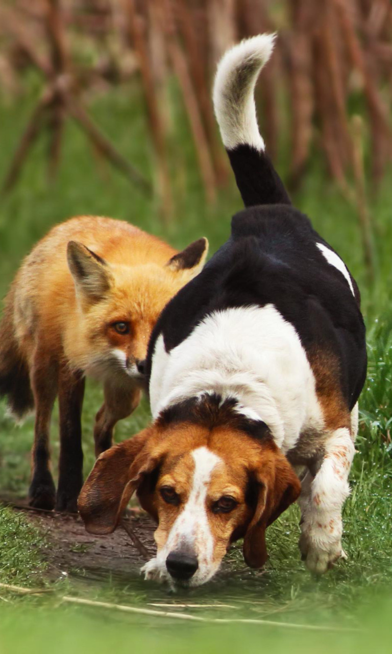 Hunting dog and Fox wallpaper 768x1280
