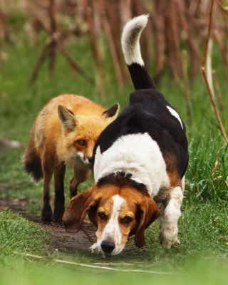 Hunting dog and Fox papel de parede para celular para iPhone 6
