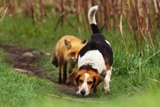 Hunting dog and Fox Picture for Android, iPhone and iPad