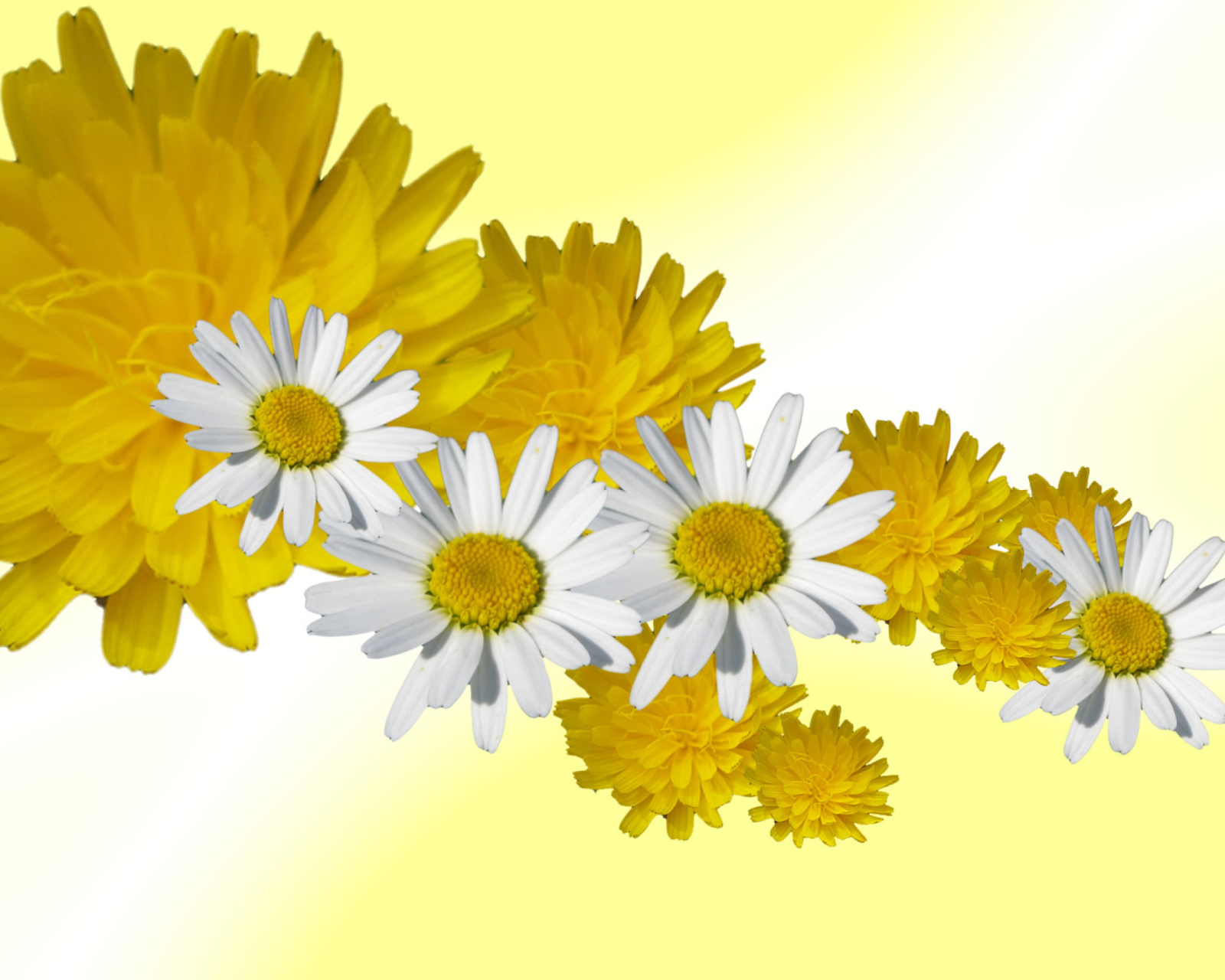 Daisy And Dandelion wallpaper 1600x1280