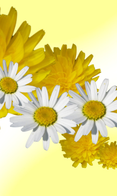 Screenshot №1 pro téma Daisy And Dandelion 240x400