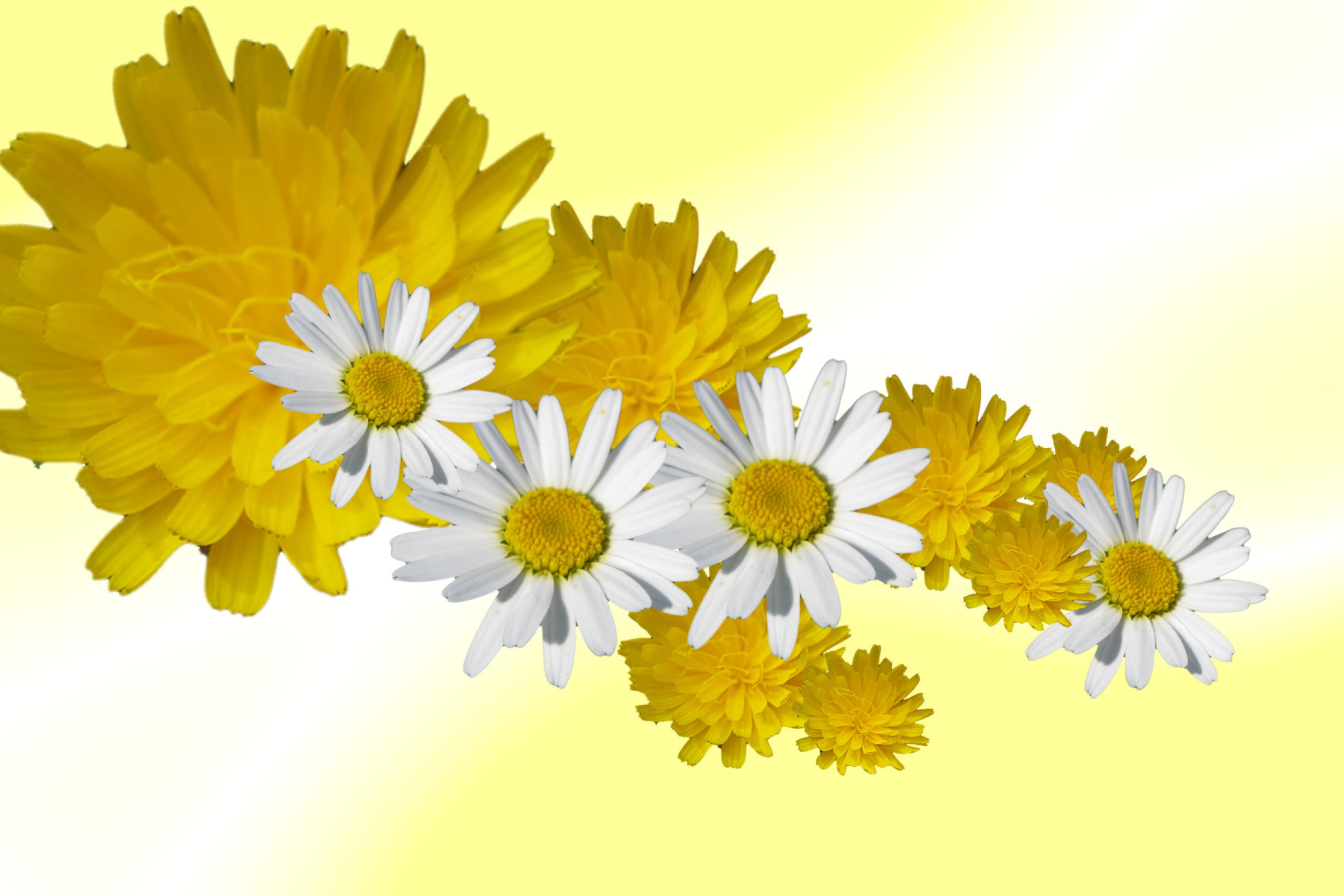 Daisy And Dandelion wallpaper 2880x1920