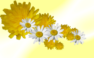 Daisy And Dandelion - Obrázkek zdarma pro 1280x720