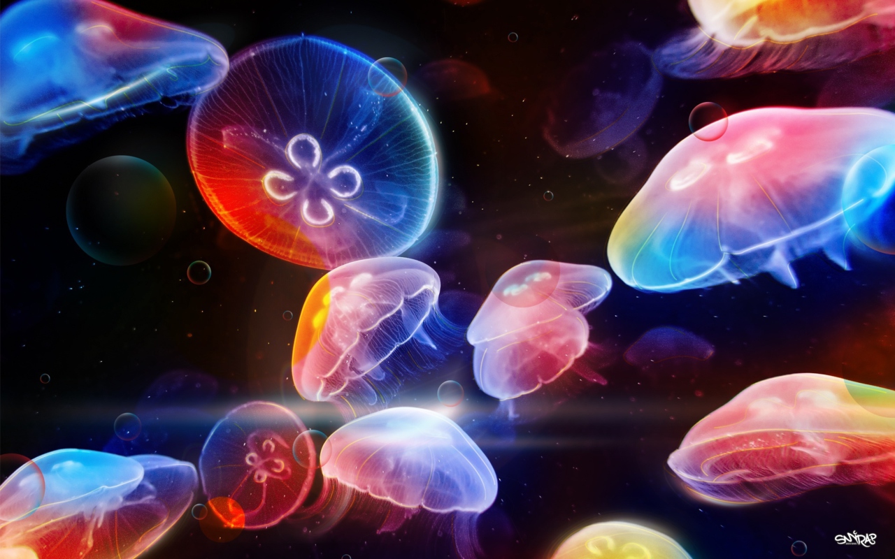 Das Underwater Jellyfishes Wallpaper 1280x800