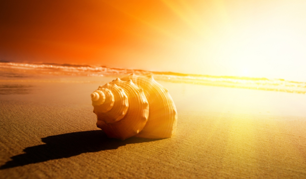 Shell On Beach screenshot #1 1024x600