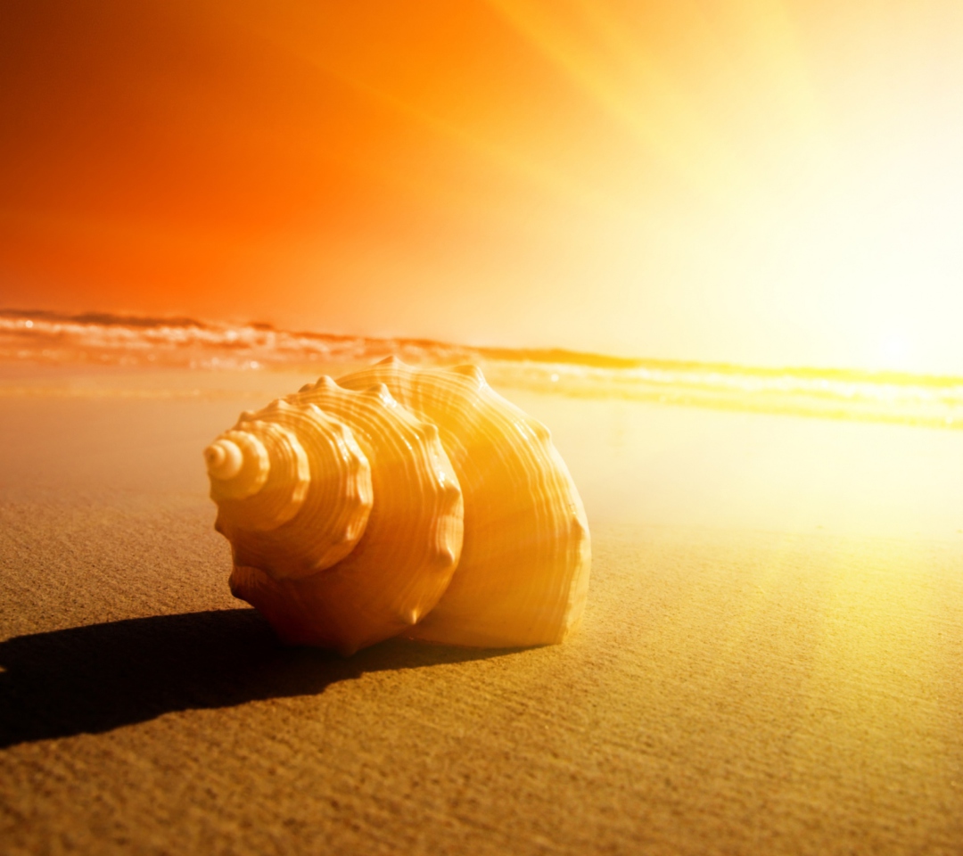 Das Shell On Beach Wallpaper 1080x960