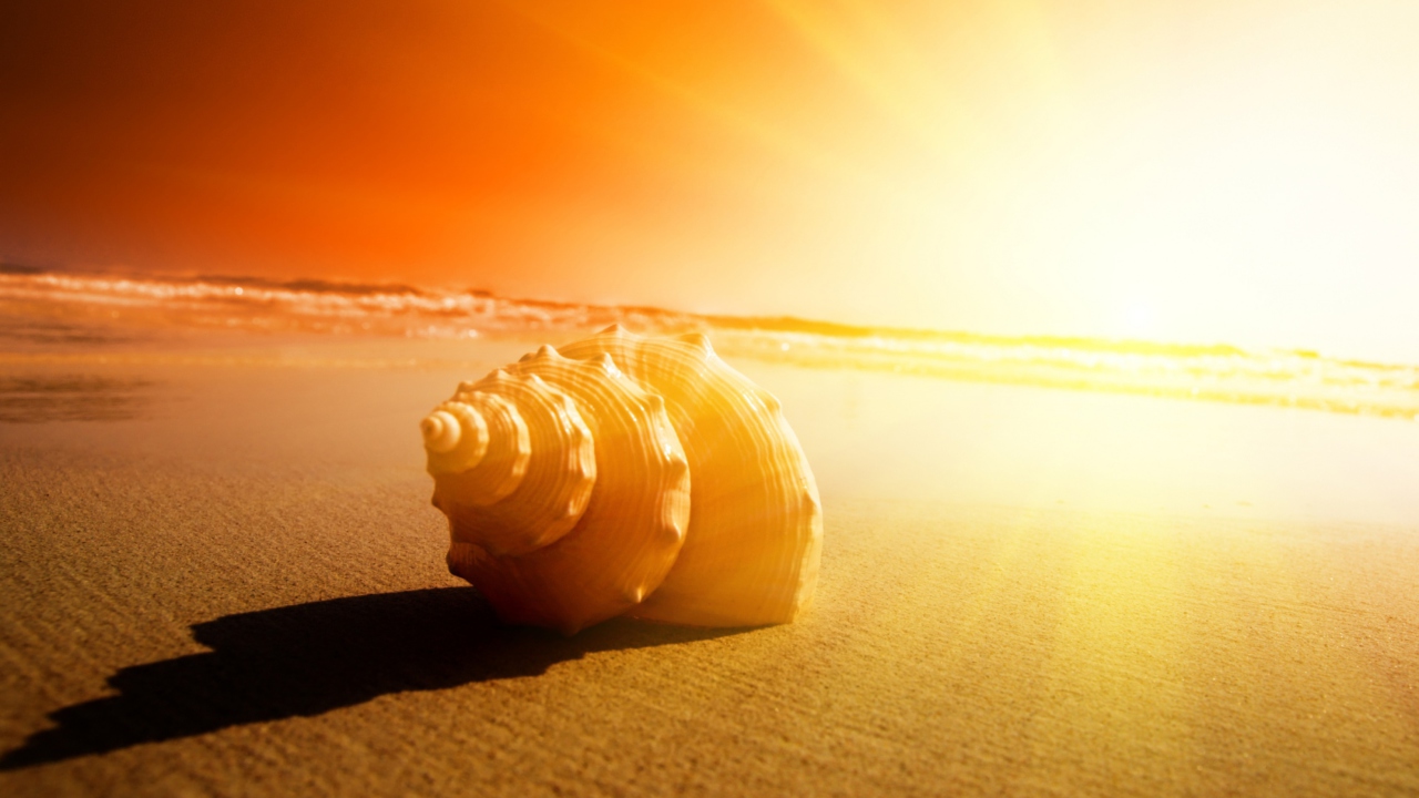 Fondo de pantalla Shell On Beach 1280x720