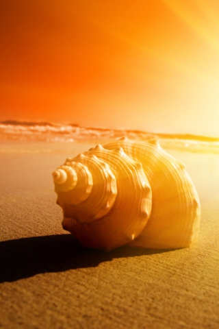 Обои Shell On Beach 320x480