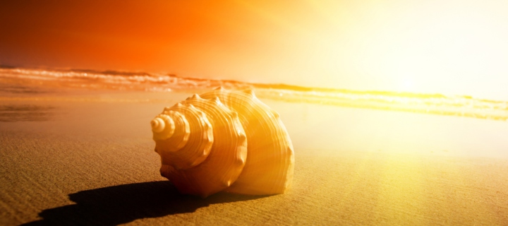 Shell On Beach screenshot #1 720x320