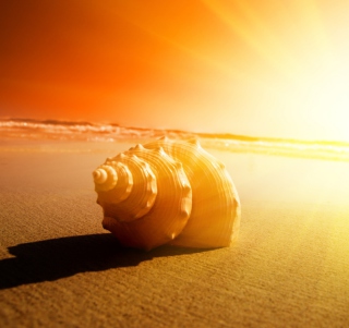 Shell On Beach - Obrázkek zdarma pro 1024x1024