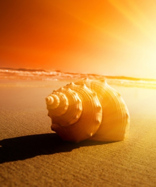 Shell On Beach - Obrázkek zdarma pro 320x480