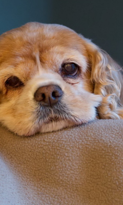 Sad Spaniel Puppy screenshot #1 240x400