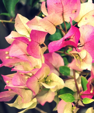 Pink Flowers - Obrázkek zdarma pro iPhone 5S