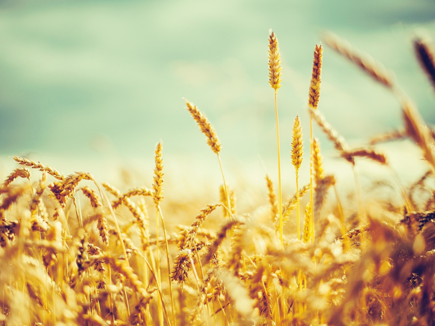 Das Golden Wheat Field Wallpaper 1400x1050