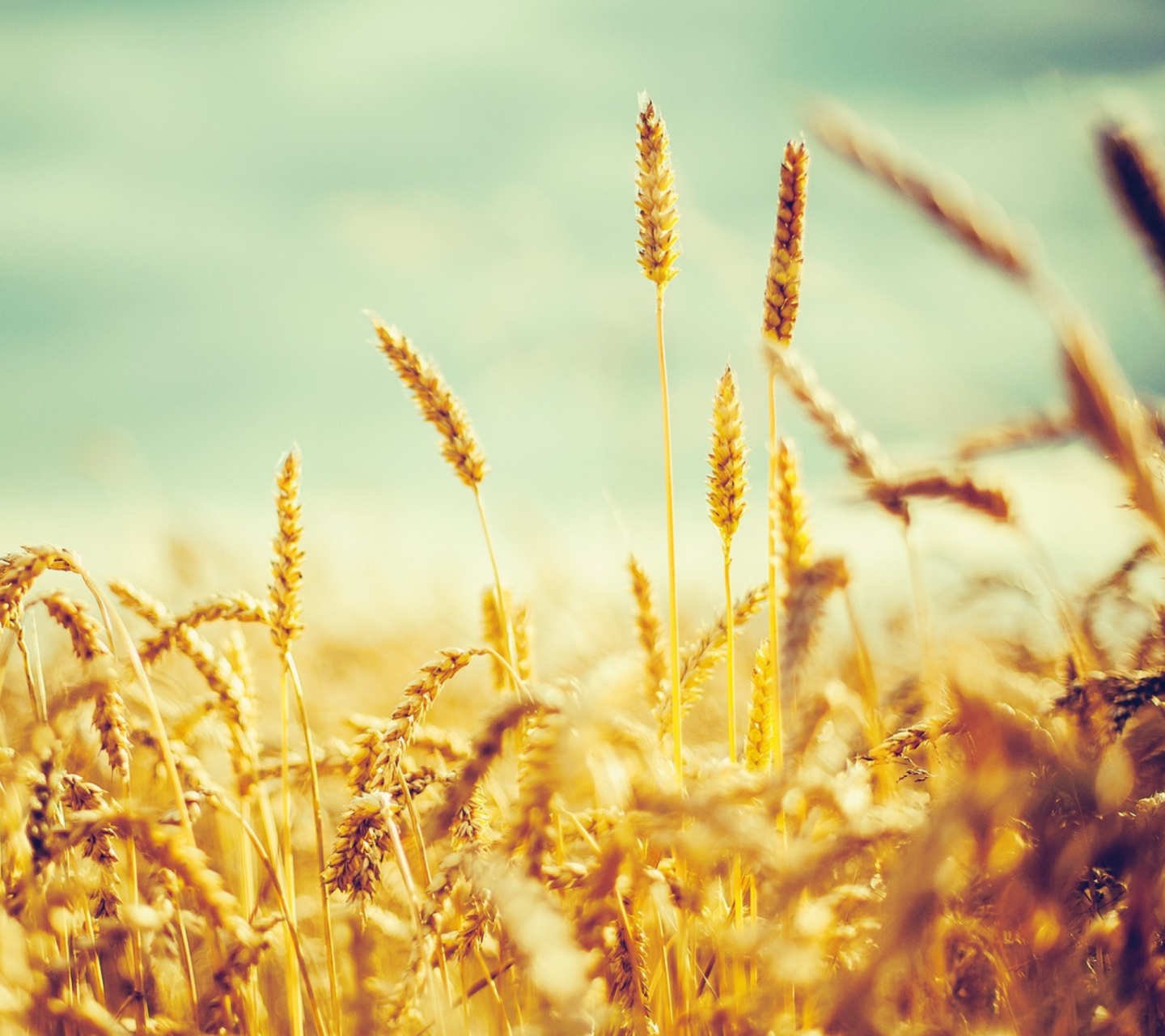 Golden Wheat Field wallpaper 1440x1280