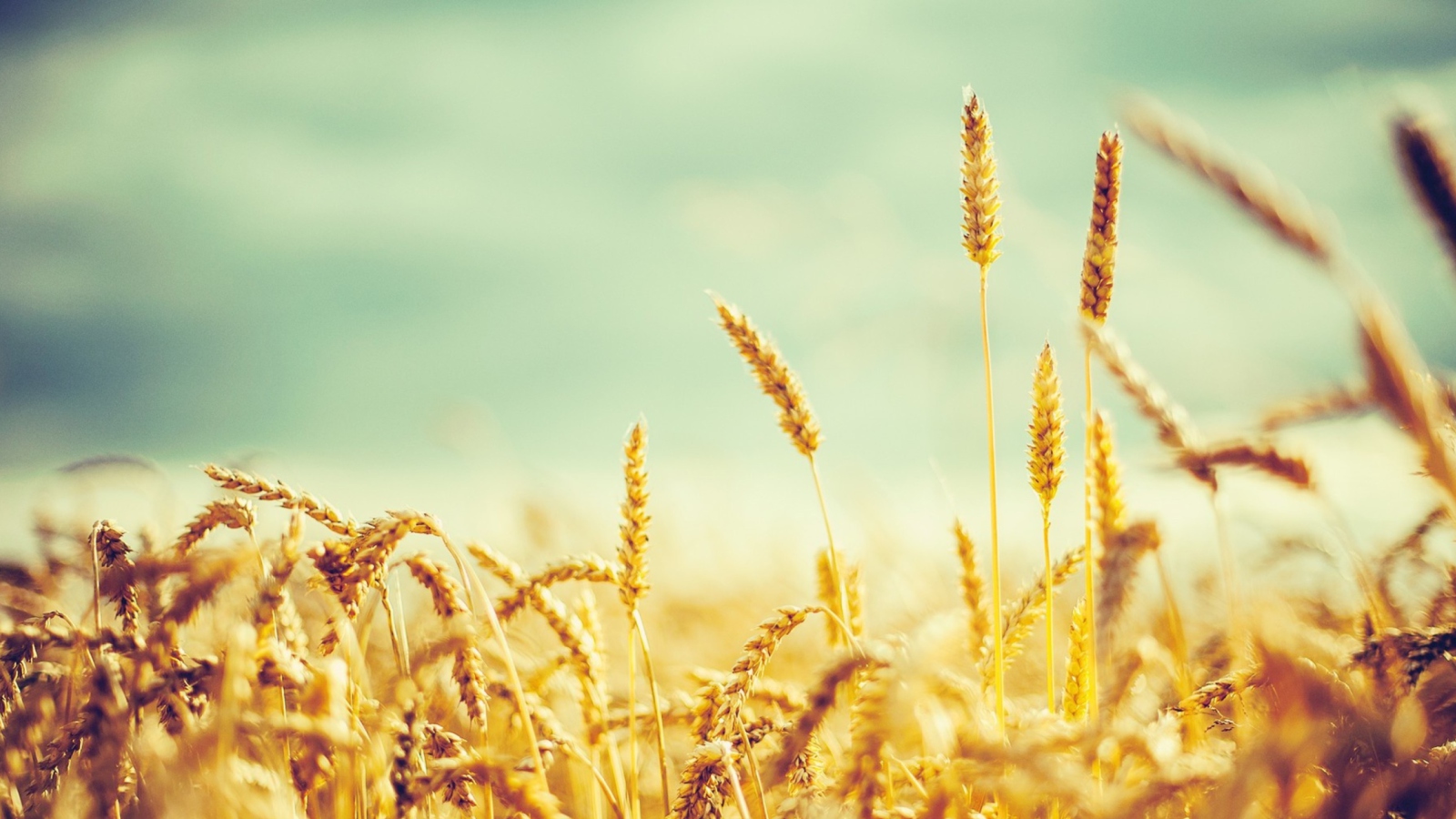 Golden Wheat Field screenshot #1 1600x900