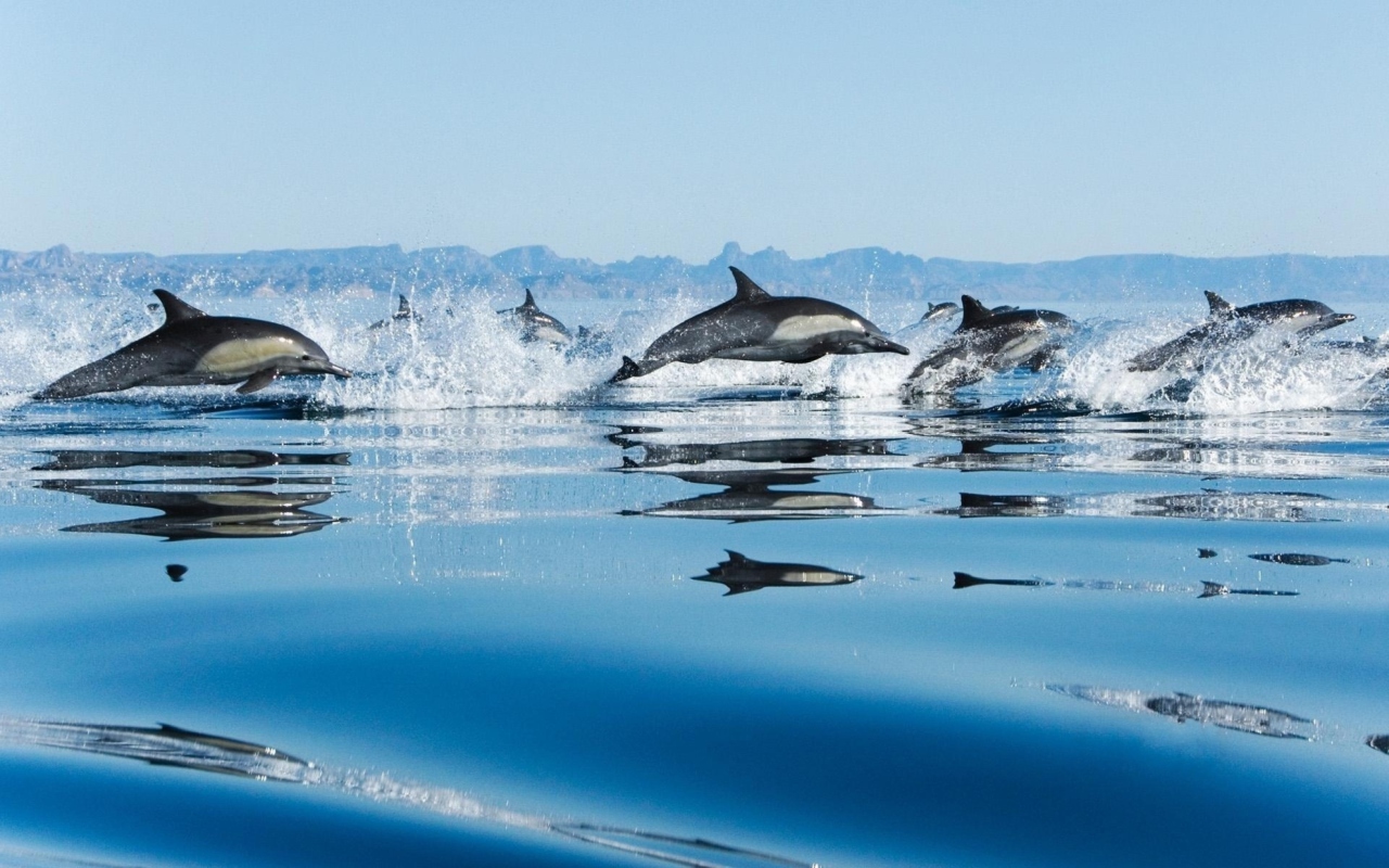 Dolphins wallpaper 1280x800