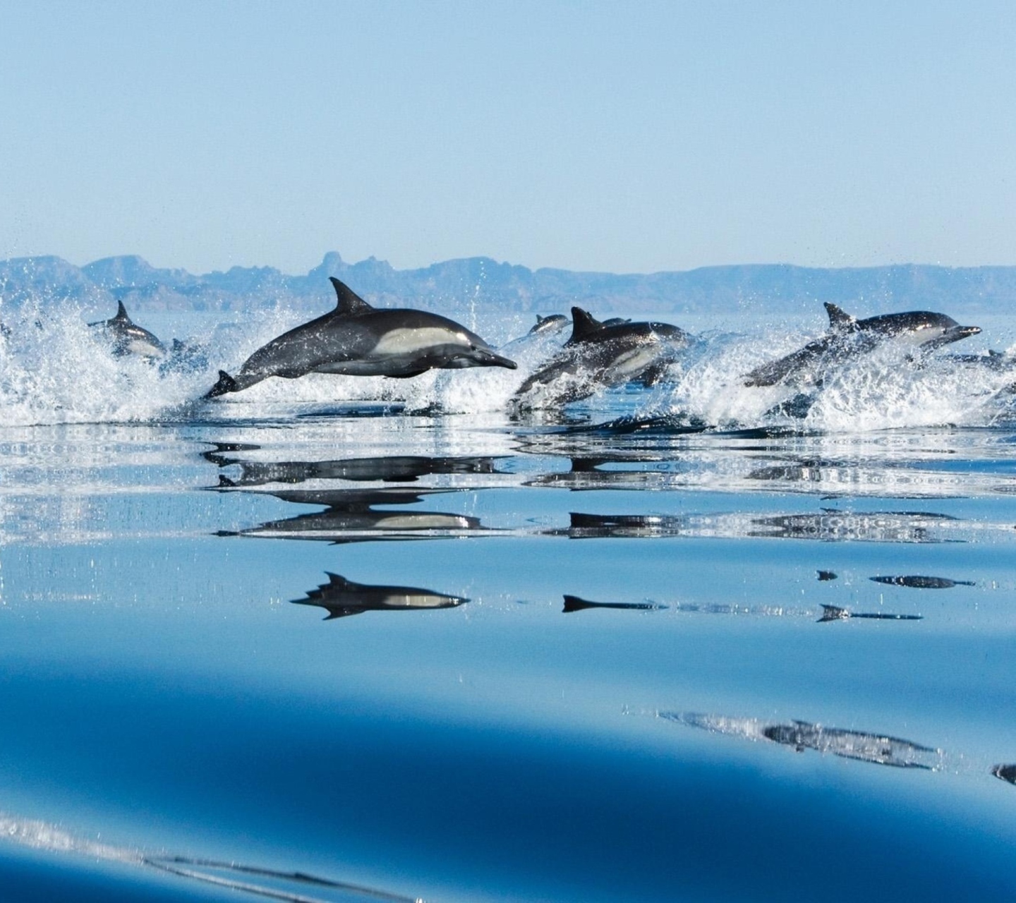 Fondo de pantalla Dolphins 1440x1280