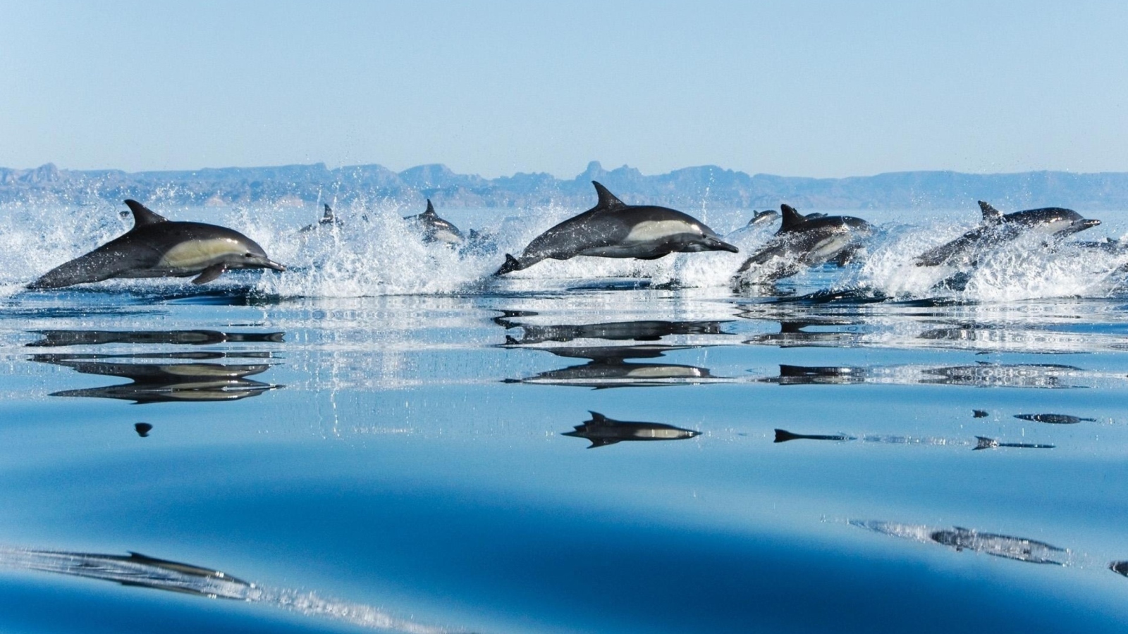 Sfondi Dolphins 1600x900