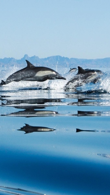 Fondo de pantalla Dolphins 360x640