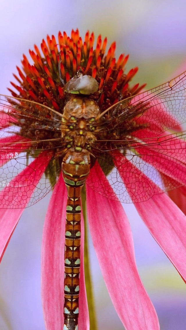 Screenshot №1 pro téma Dragonfly 640x1136