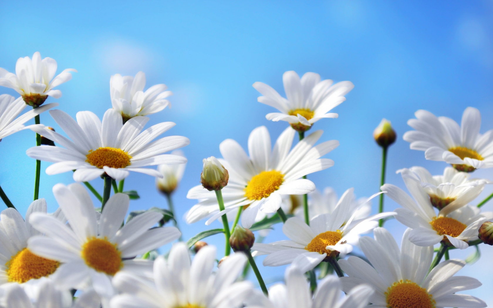 Daisies screenshot #1 1680x1050