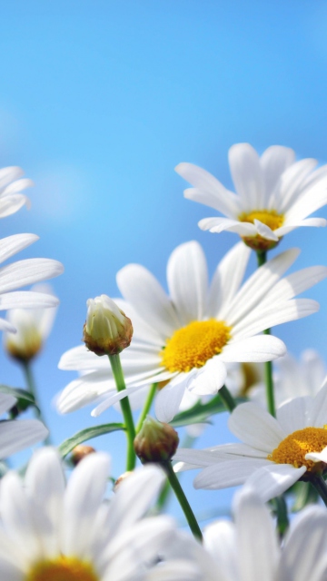 Sfondi Daisies 360x640