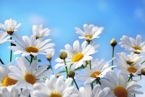 Fondo de pantalla Daisies 480x320