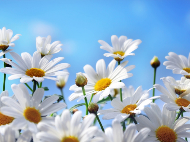 Daisies screenshot #1 640x480