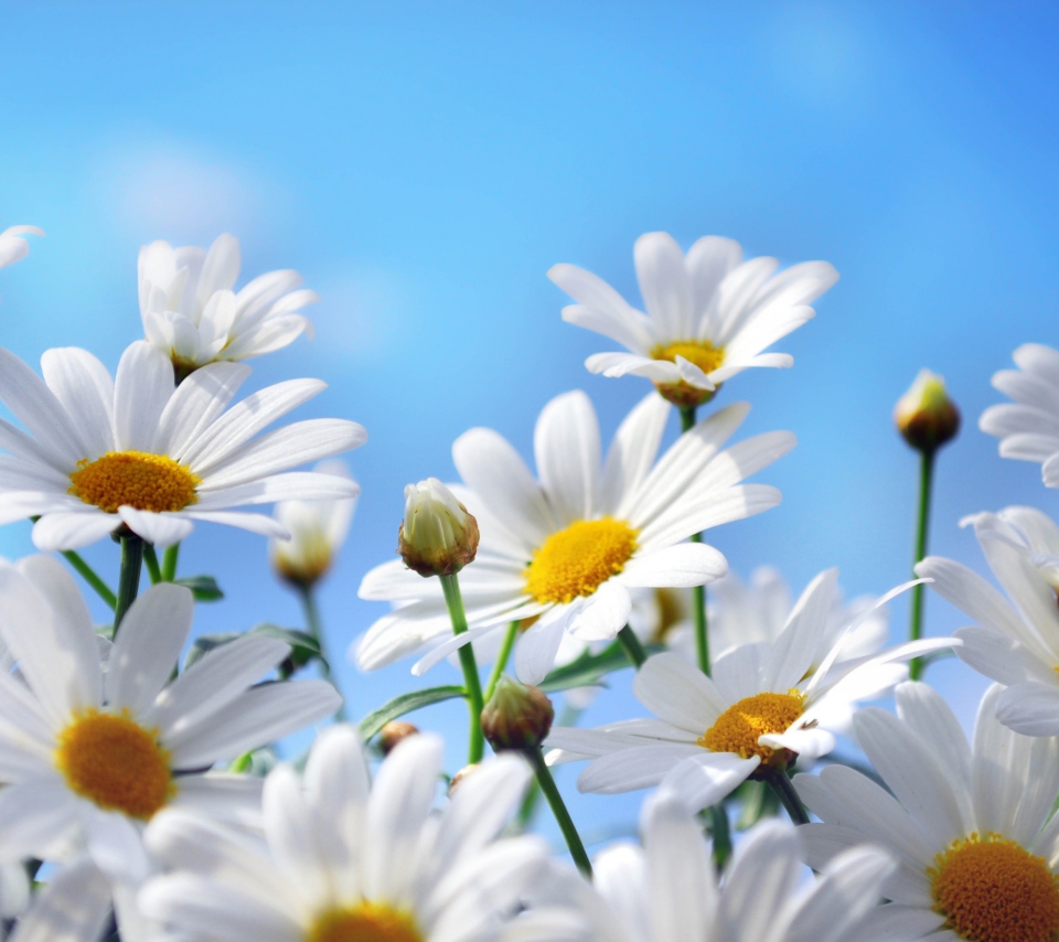 Daisies screenshot #1 960x854